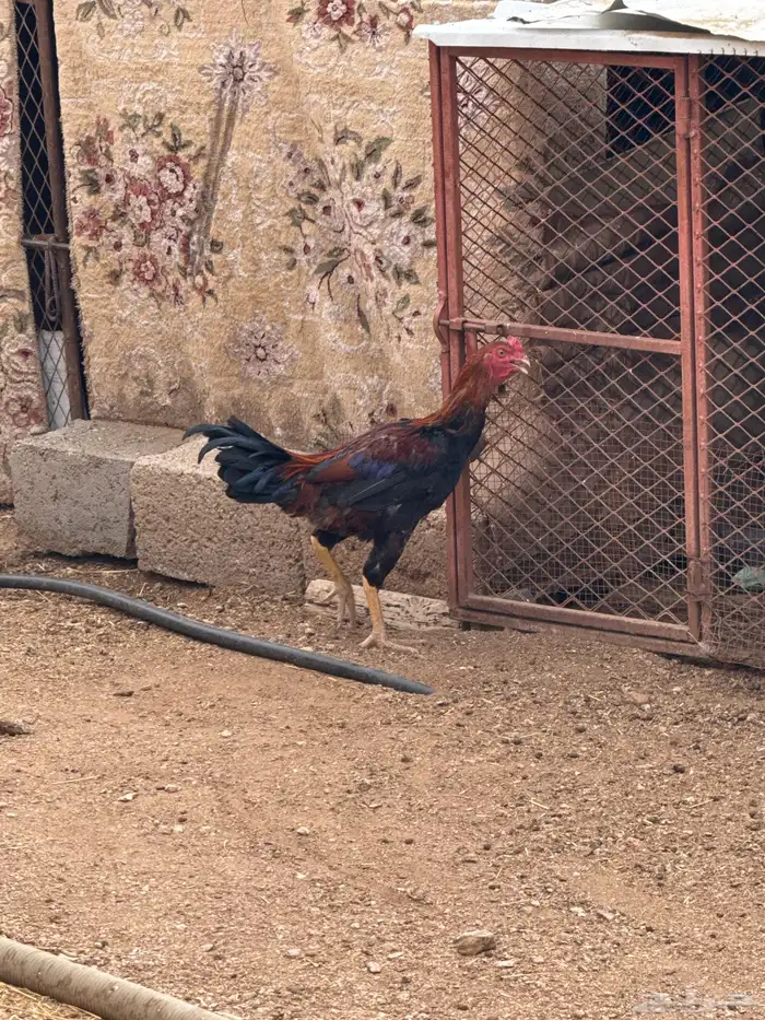 ديكين سندي 2