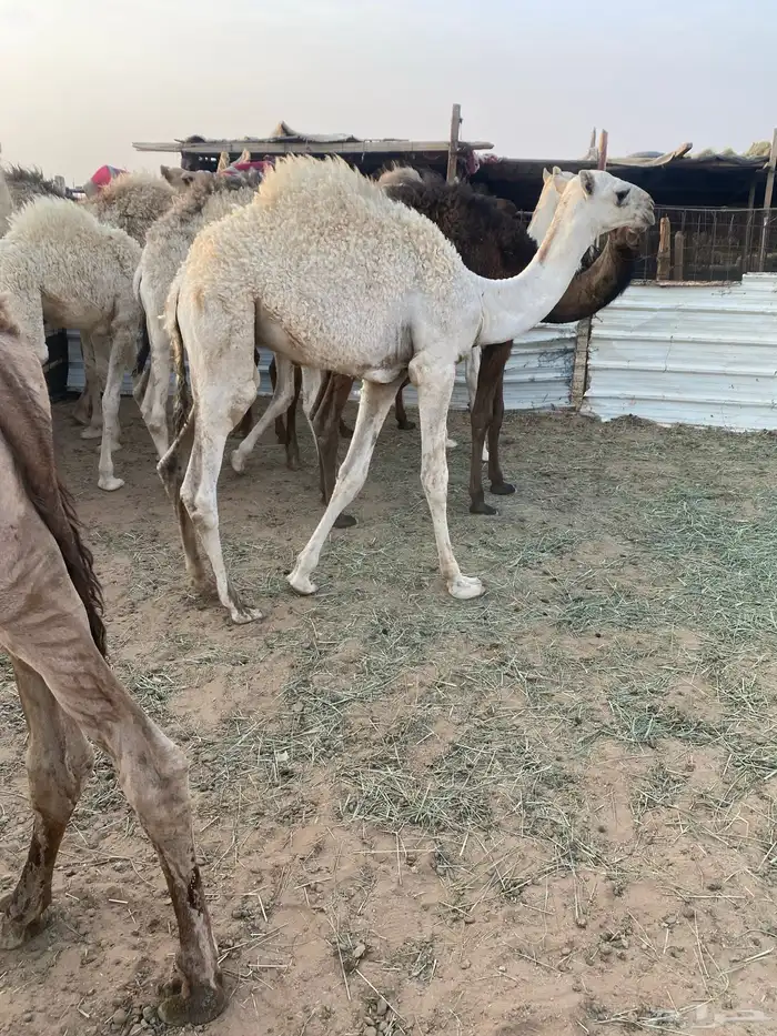 حشو عددها 12 فيها 9 قعدان. و. 3 بكار المقع. غرب الرس 6