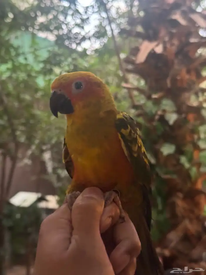 فرخ صن كنيور 6