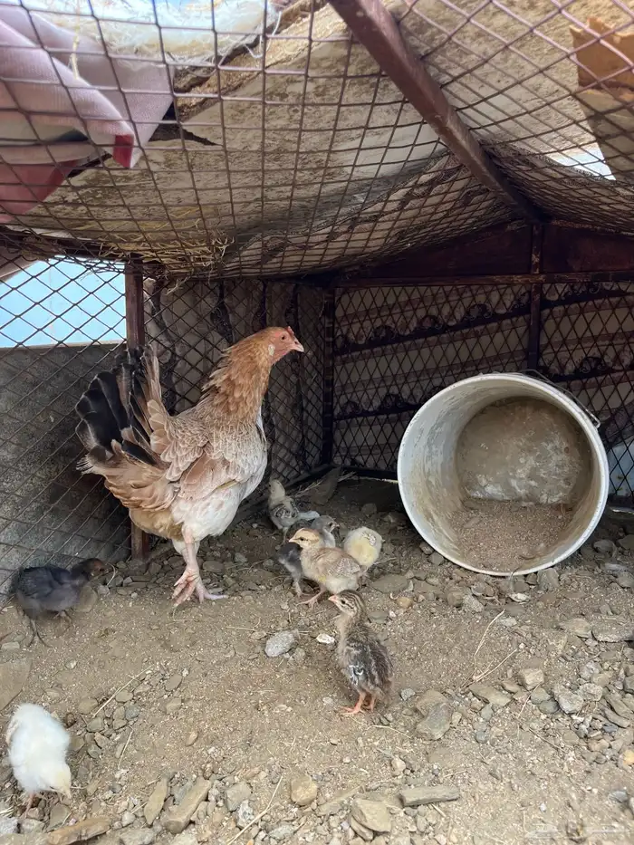 دجاجه بلديه عليها 7 فروخ 1