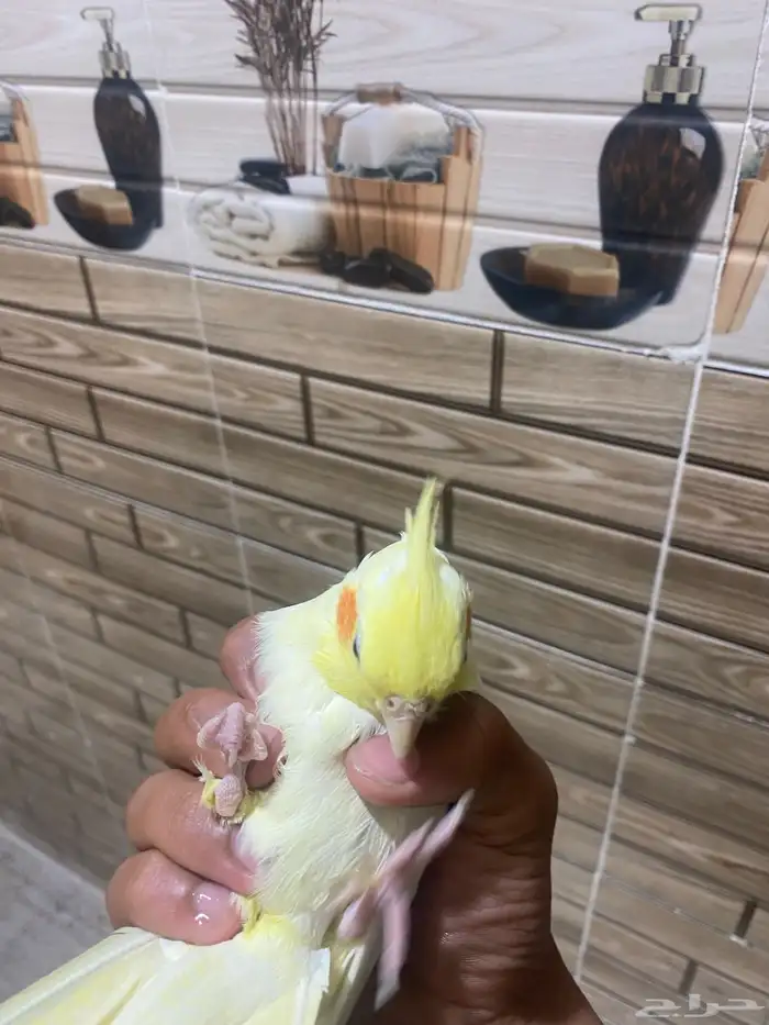 كروان لاتينو اليف جدا 9