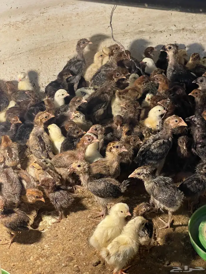 صيصان بلدي للبيع من ريال ونص 1