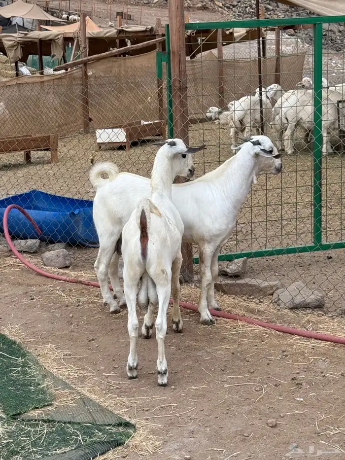 مشاريع كحل فواخر صنف الصنف 5