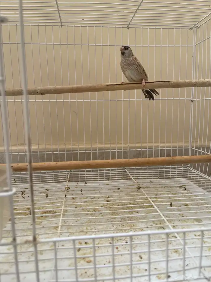 شيري فنش طفرة ( تم البيع ) 7