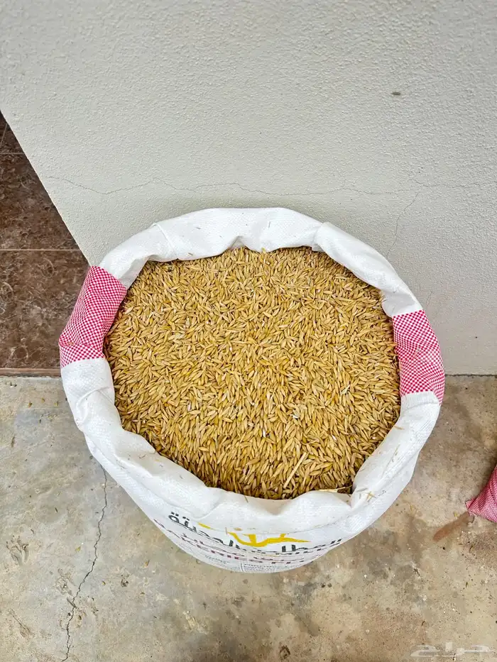 حب شعير بلدي 2