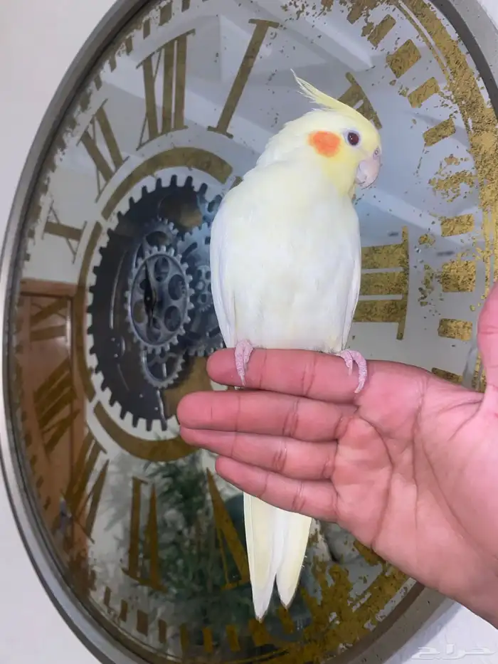 كروان لاتينو اليف جدا 3