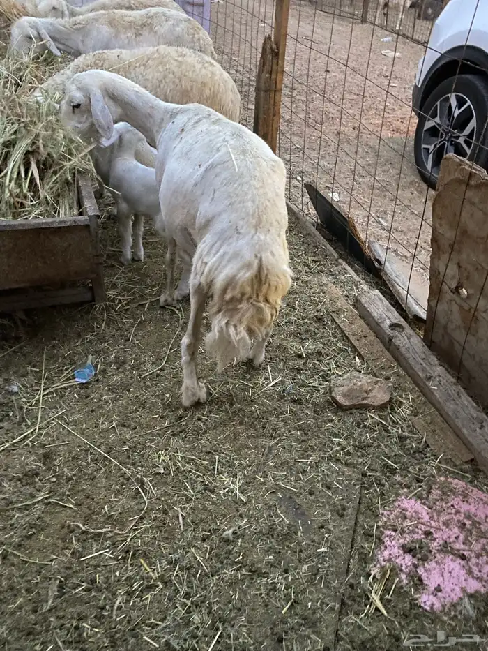 تم البيع 1