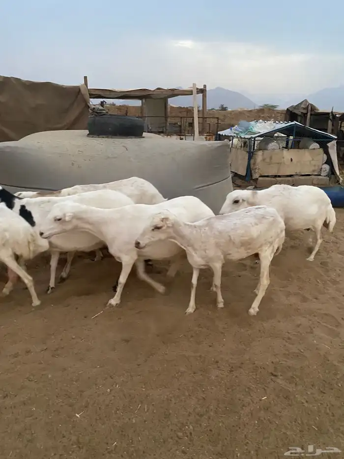 ضان رفد دفيع 0