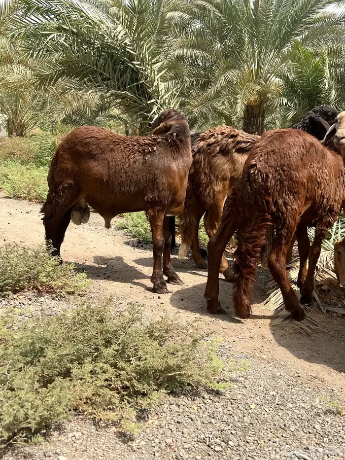 سواكني سواكن حمري مرابي مرابى ذبايح 4