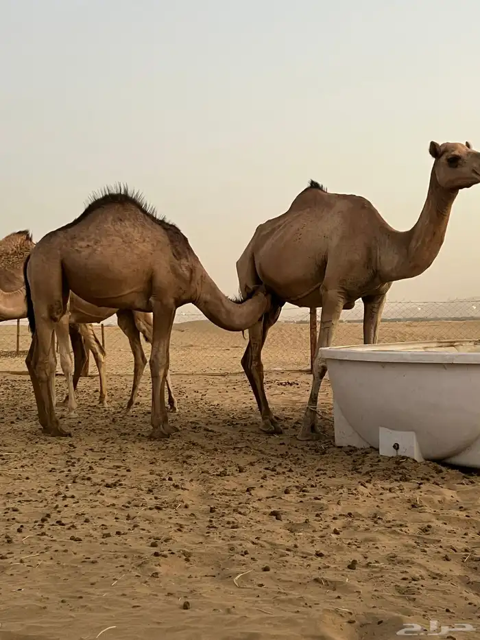 بكره للبيع 1
