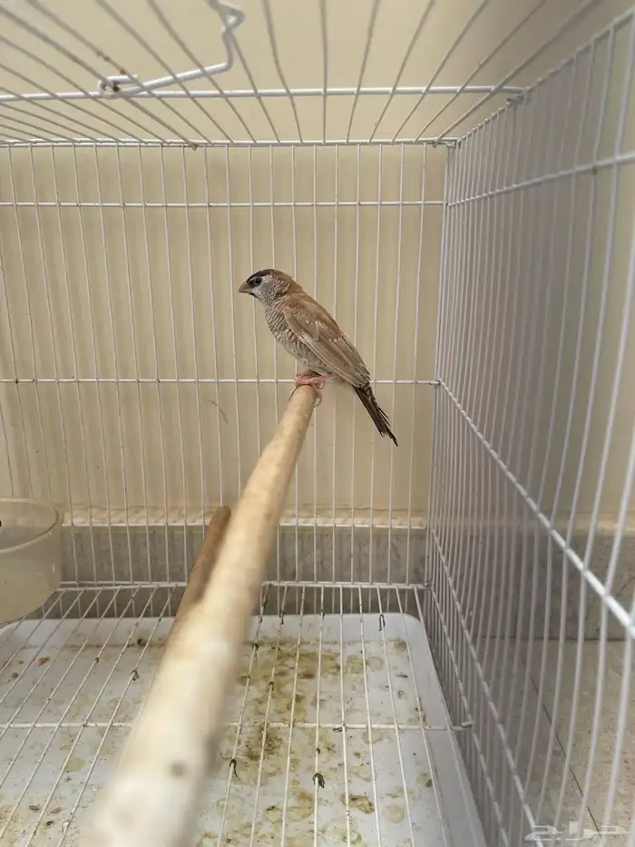 شيري فنش طفرة ( تم البيع ) 6