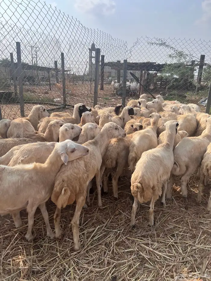 رخال رفيدي من 650 2