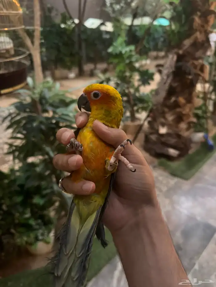 فرخ صن كنيور 4