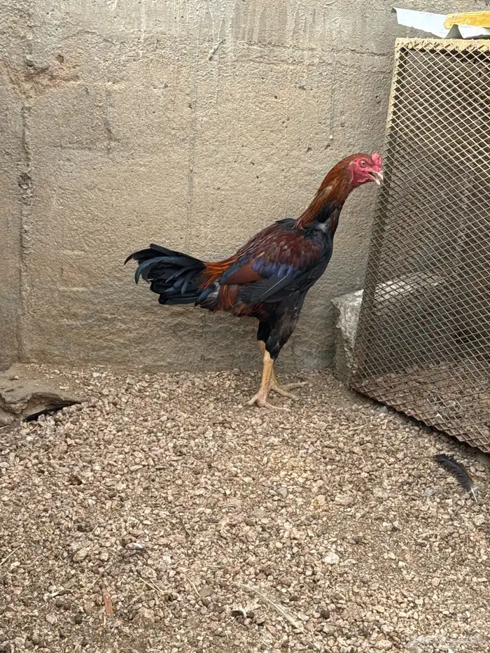 ديكين سندي 3