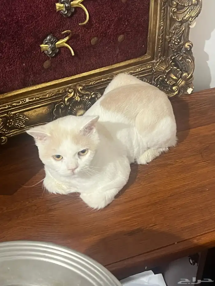 قط ذكر للتبني 0