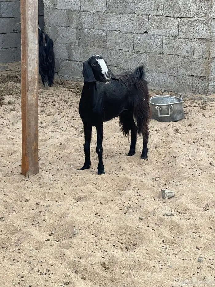 معزا للبيع 2