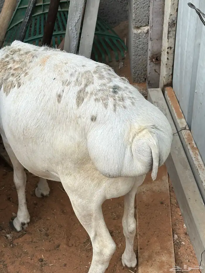 طليان برابر مرابي طب وتخير 1