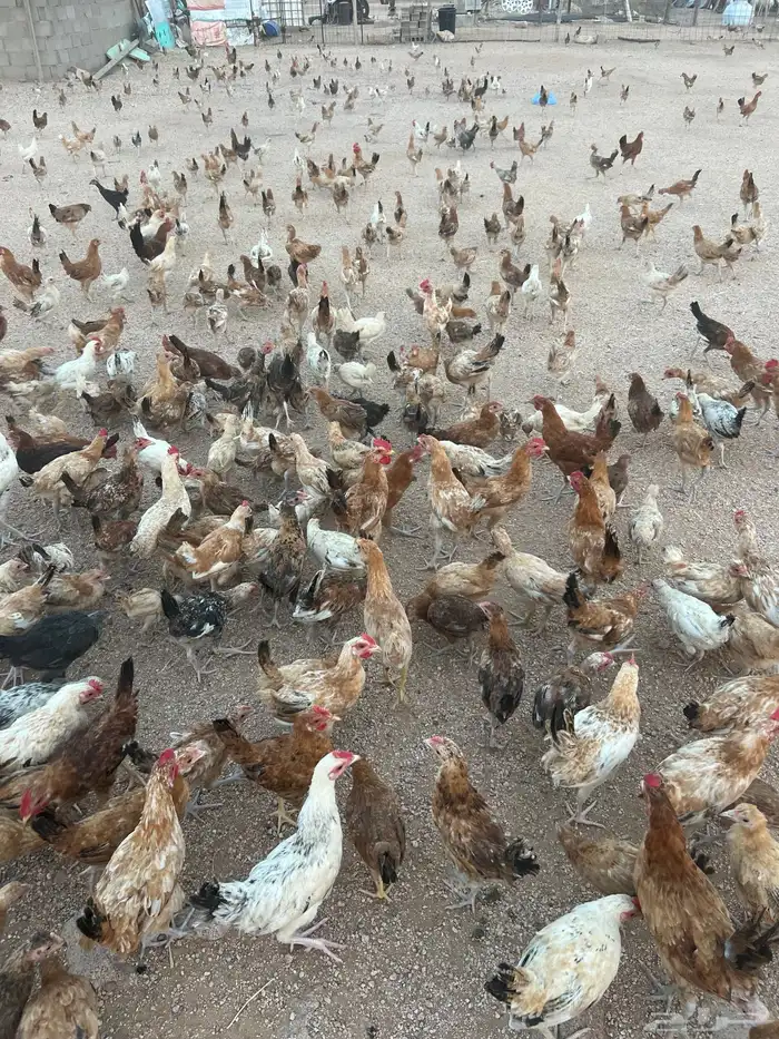 دجاج بلدي نضيف أعمارها حوالي ثلاث شهور ونص 5