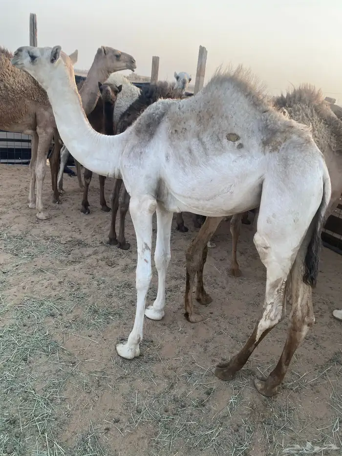 حشو عددها 12 فيها 9 قعدان. و. 3 بكار المقع. غرب الرس 2