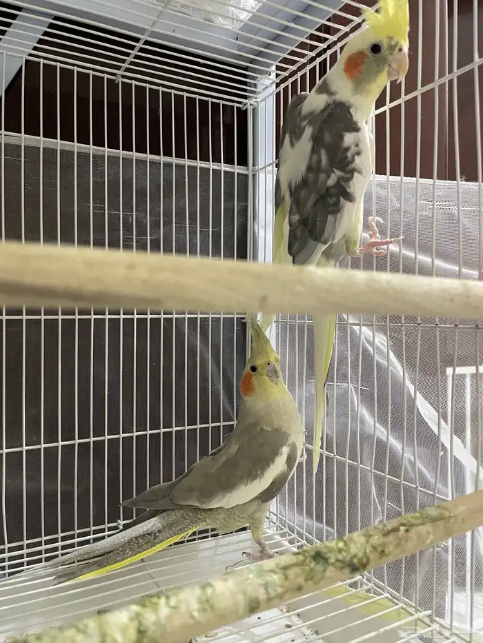 جوز كروان 0