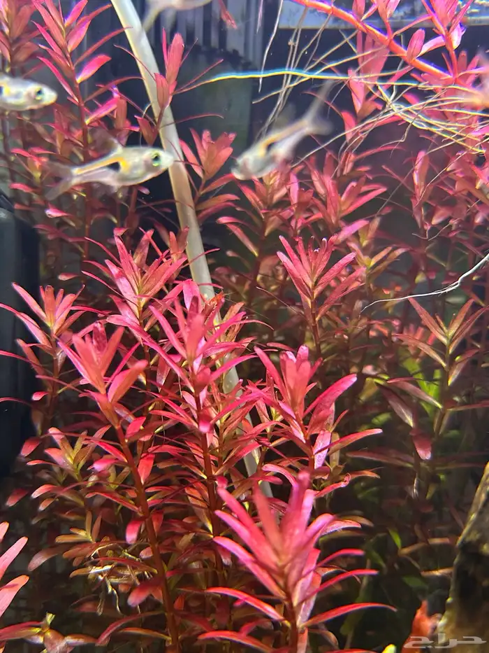 نبات Rotala Rotundifolia Blood red المائي 2