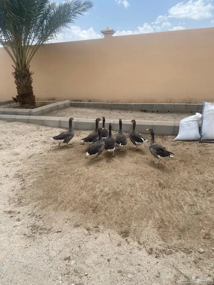 وز للبيع 0