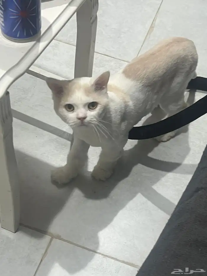 قط ذكر للتبني 1