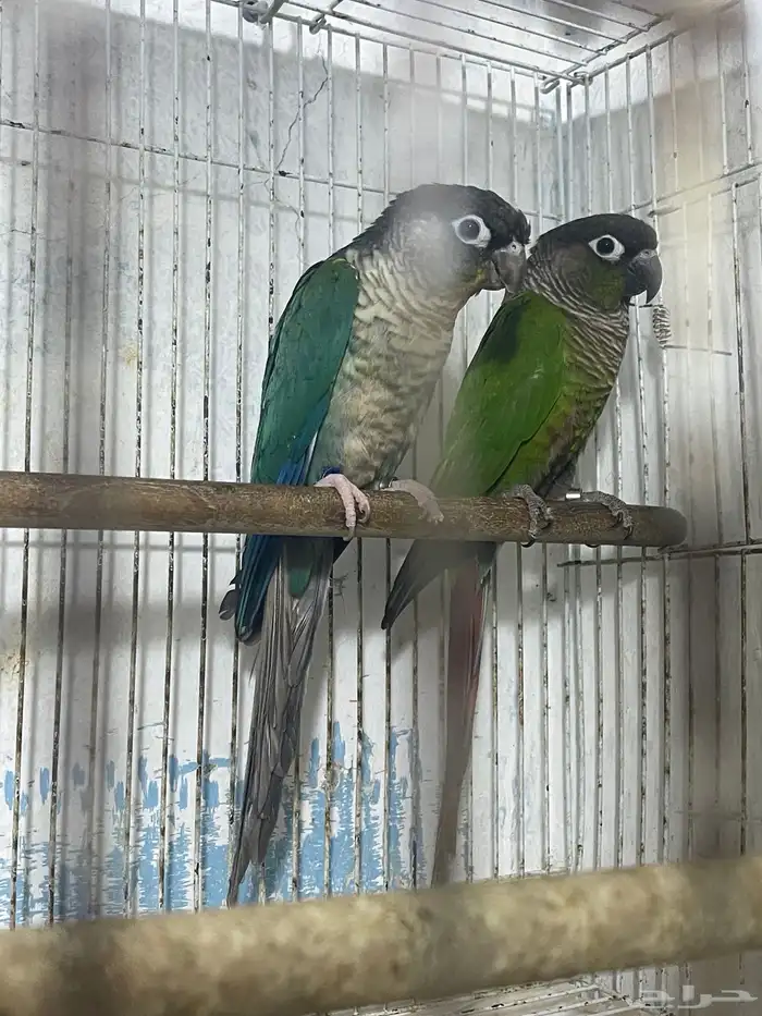 جوز كنيور بفروخه ( تم البيع ) 0