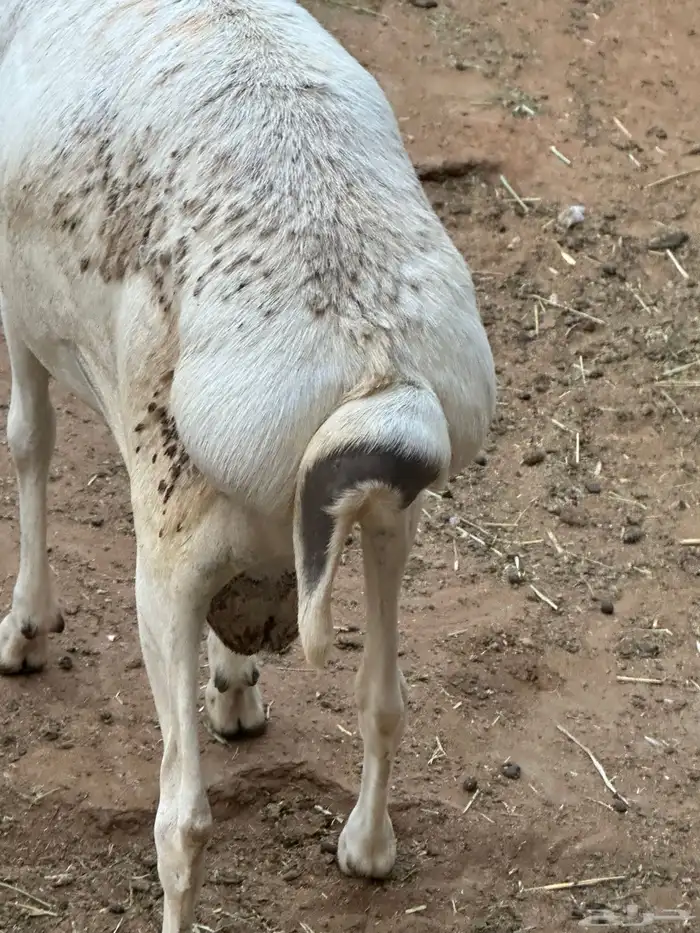 طليان برابر مرابي طب وتخير 5