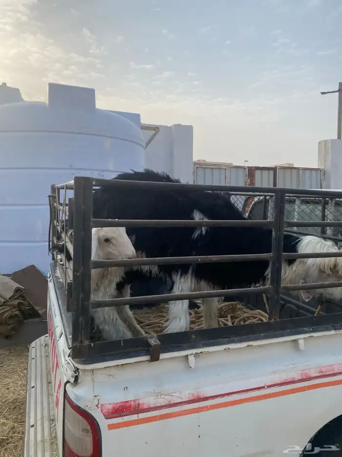 خروف نجدي توه ثنى و تيوس عوارض و خروف حري 10
