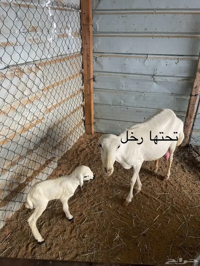 رفيديات متابيع برماح 11
