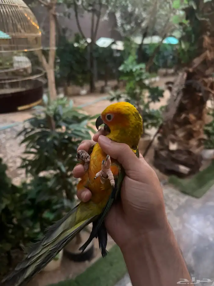 فرخ صن كنيور 2