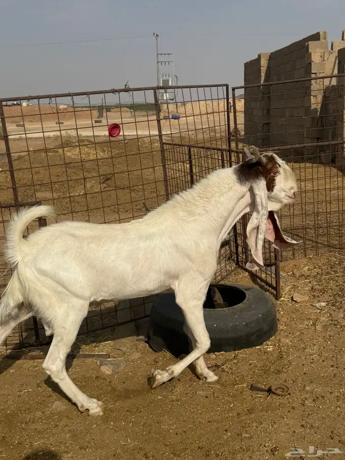 للبيع تيوس مشروطه القريع 1