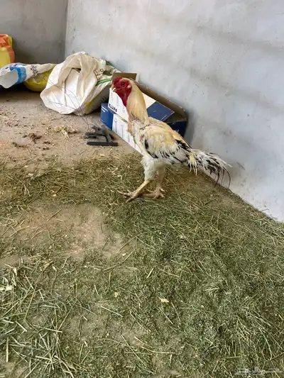ديك حجازي 0
