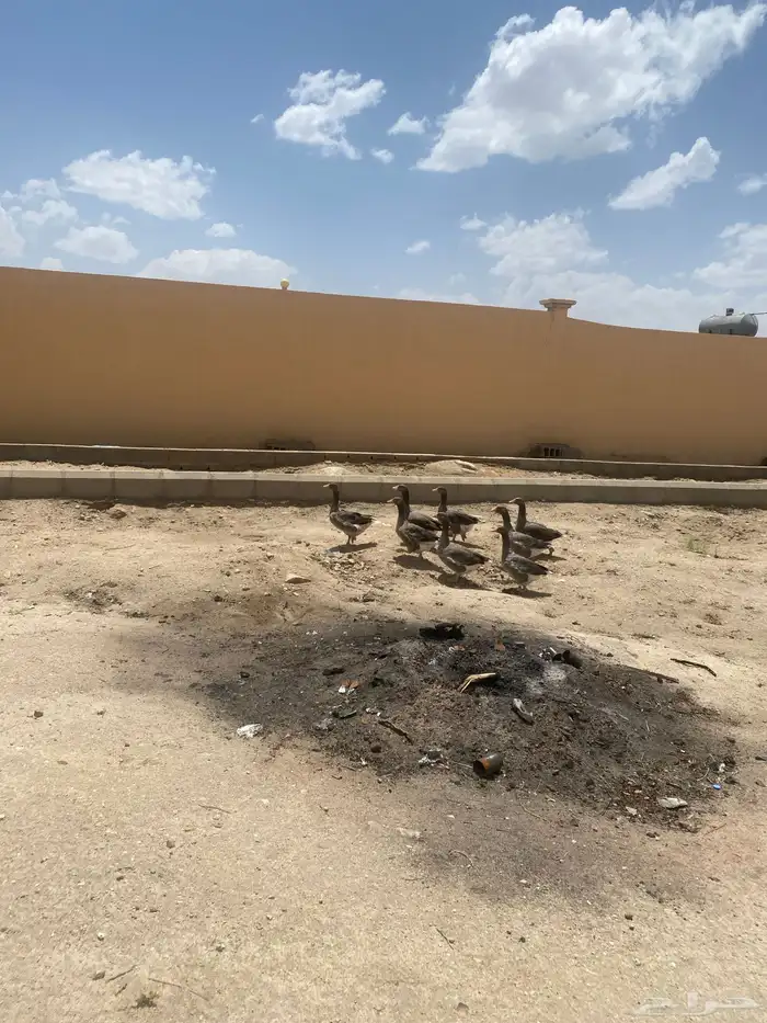 وز للبيع 5