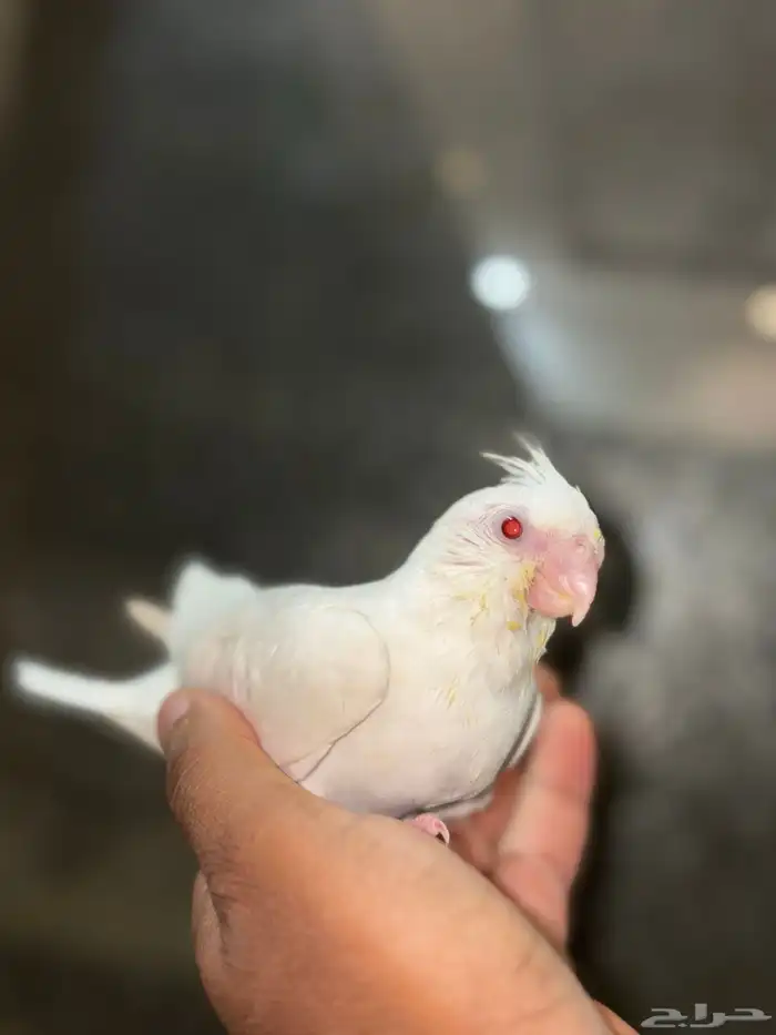 فرخ كروان البينو (تم البيع) 0