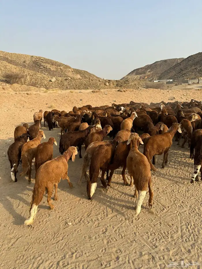 طليان سواكن 11