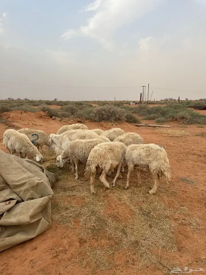 شياه حريات مضاريع 0
