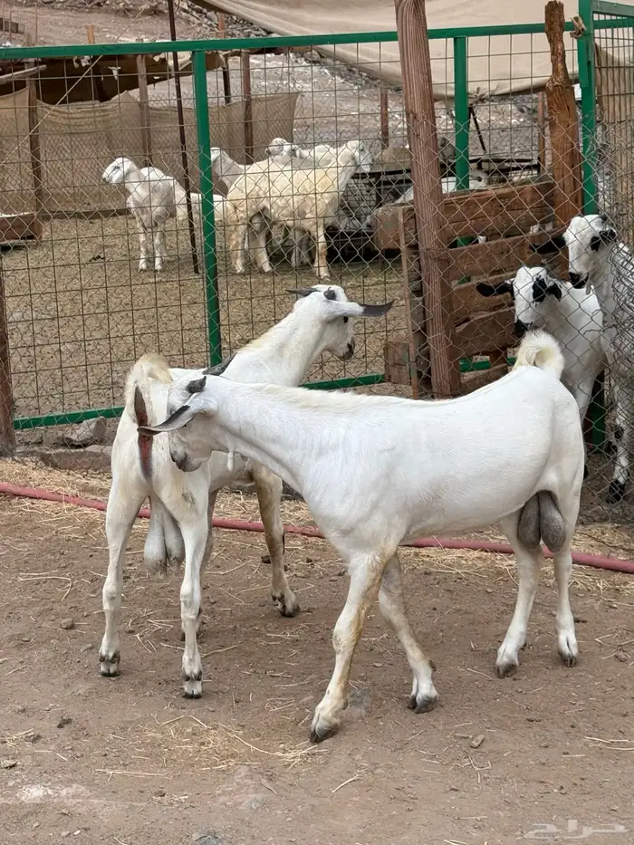 مشاريع كحل فواخر صنف الصنف 2