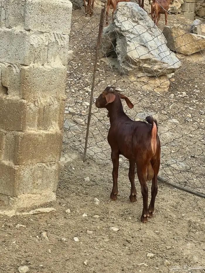 مشروع فحل فاخر 1