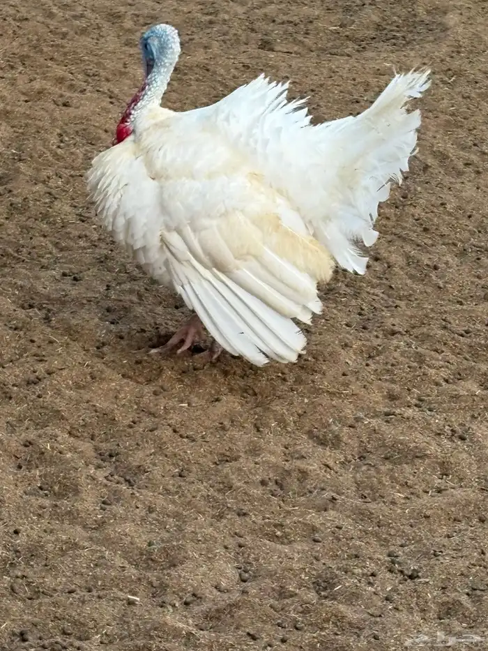 ديك رومي 0
