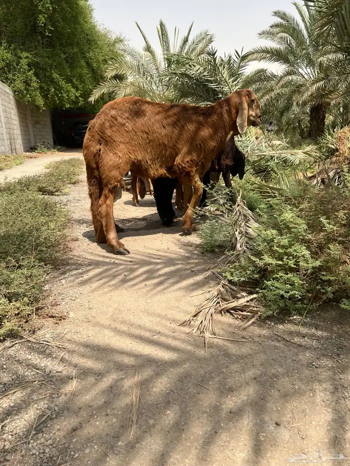 سواكني سواكن حمري مرابي مرابى ذبايح 2