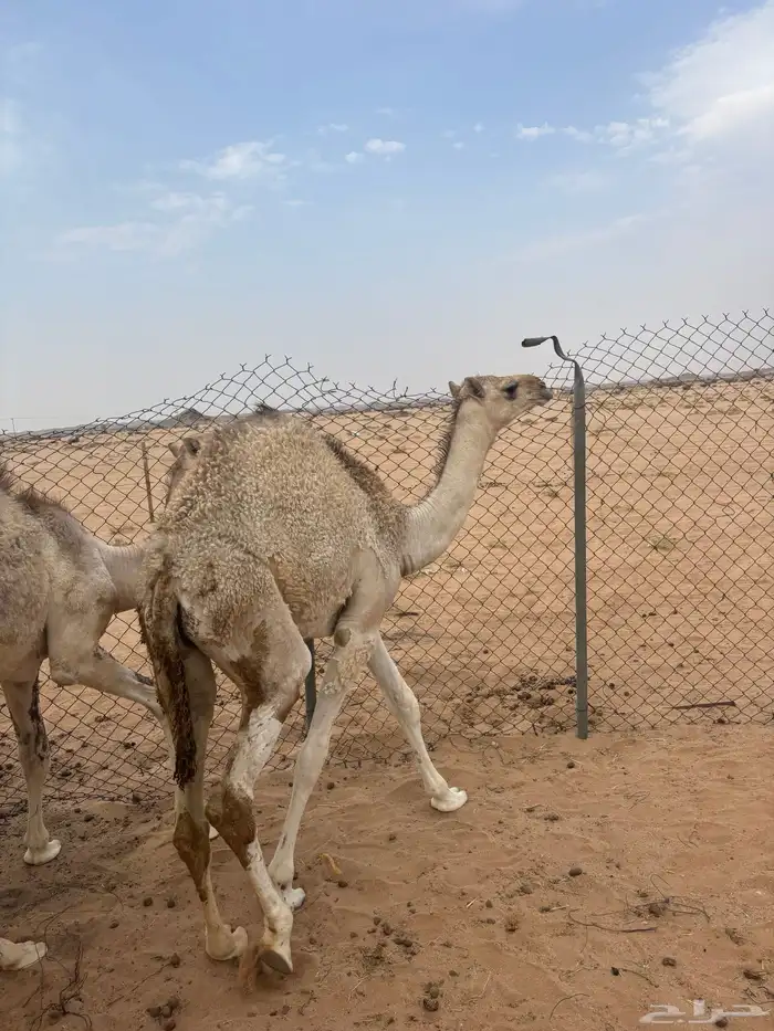 3قعدان وبكره طايشه شحم للبيع 6