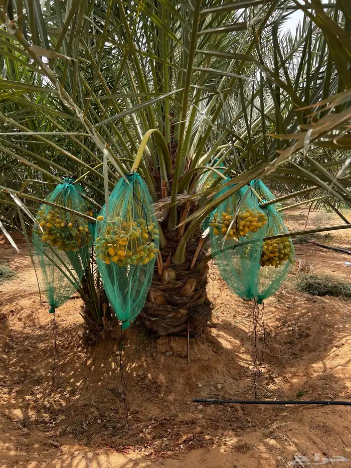 نخل صقعي اخلاص نبوت سلطان منيفي سكري هلالي مصيفه نخيل مثمر 5