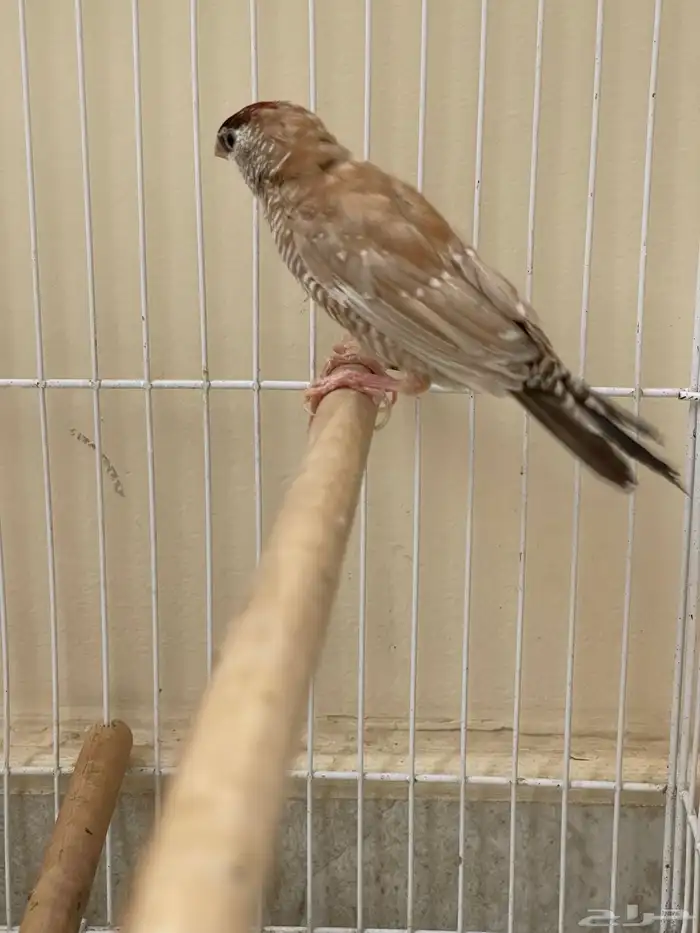 شيري فنش طفرة ( تم البيع ) 4