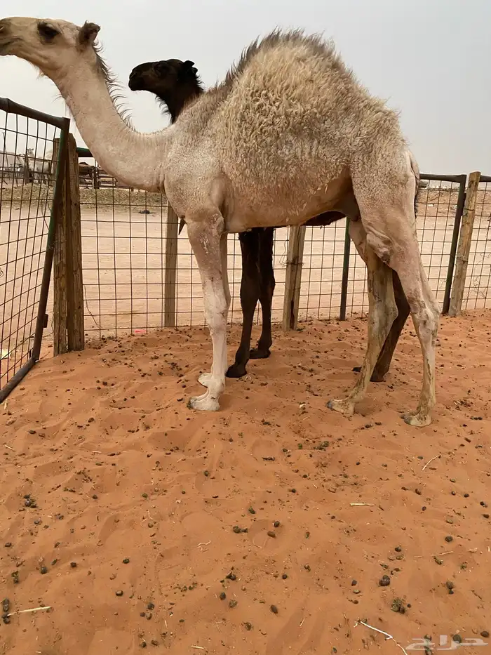 قعدان 2 طايشه 2