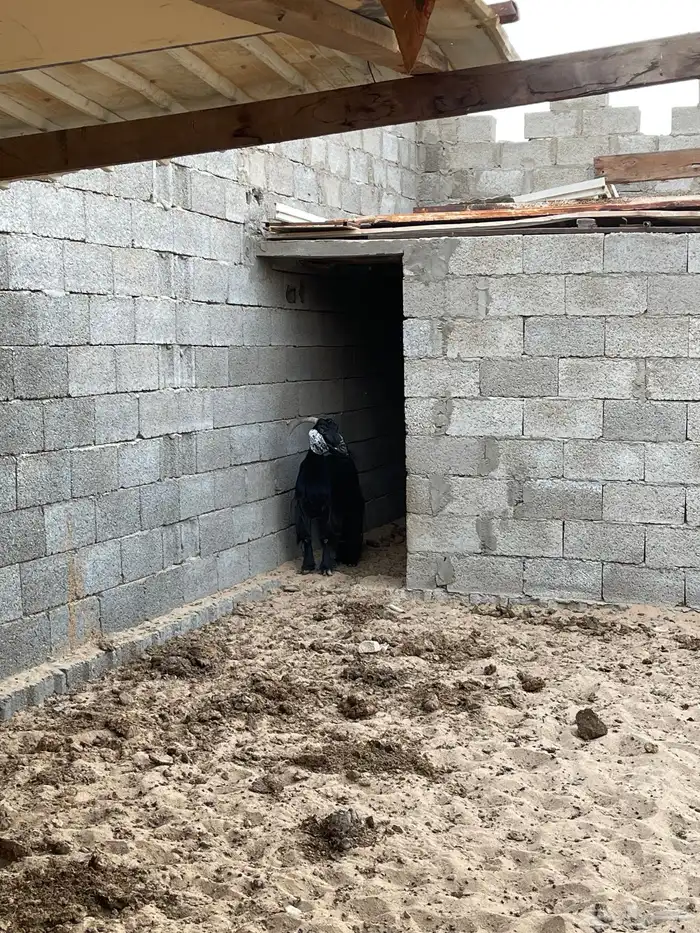 معزا للبيع 0