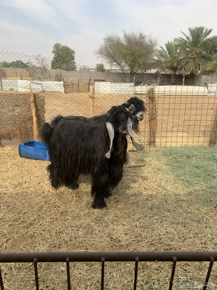 فحول للبيع 2