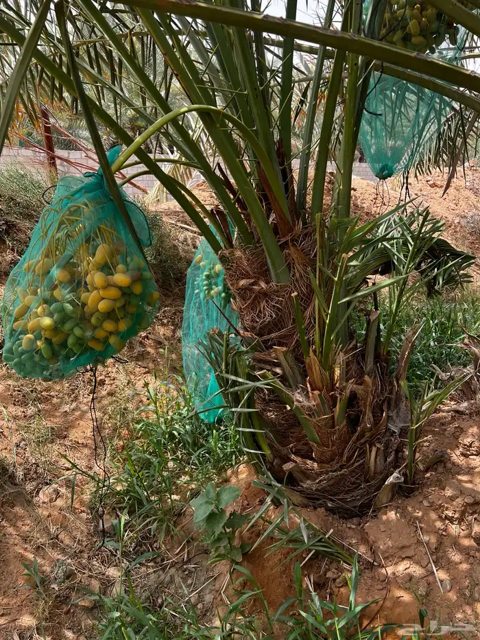 نخل صقعي اخلاص نبوت سلطان منيفي سكري هلالي مصيفه نخيل مثمر 2