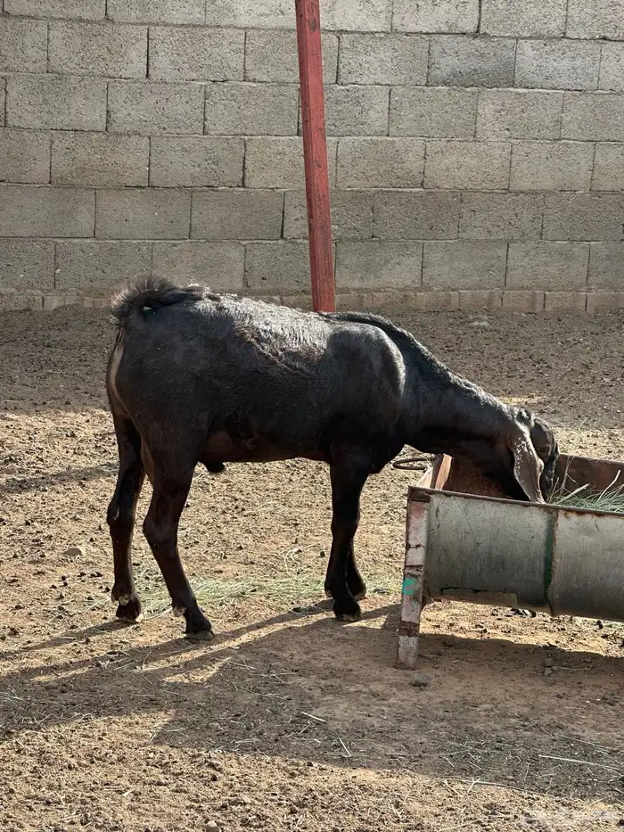 تيس فحل 1